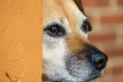 Close-up portrait of dog