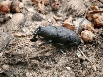 Close-up of black beetle