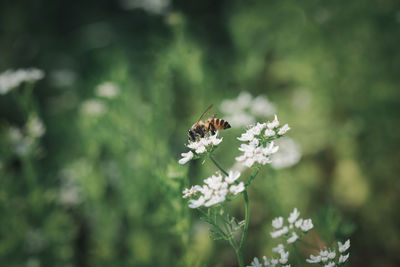 Close-up of bee pollinating on flower