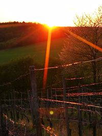 View of field at sunset