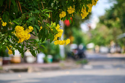 yellow