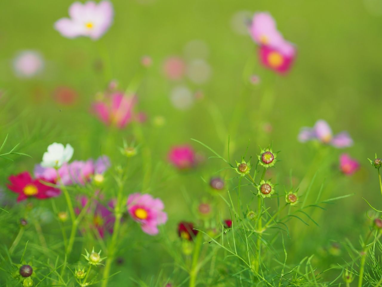 flower, growth, freshness, fragility, plant, stem, springtime, beauty in nature, selective focus, nature, close-up, in bloom, grass, field, petal, botany, blossom, day, meadow, daisy, wildflower, pink color, green color, flower head, tranquility, outdoors, blooming, green, focus on foreground, no people, growing, poppy, garden, uncultivated