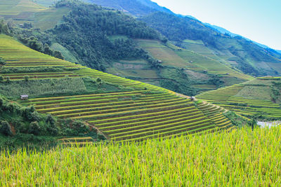 Scenic view of agricultural field