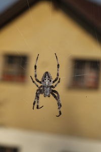 Close-up of spider