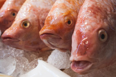 Close-up of fish for sale in market