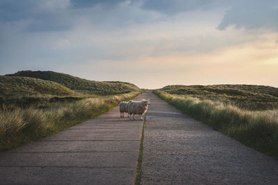 Horse cart on road amidst field against sky