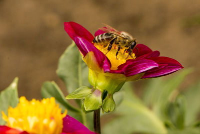 Close-up of bee pollinating flower