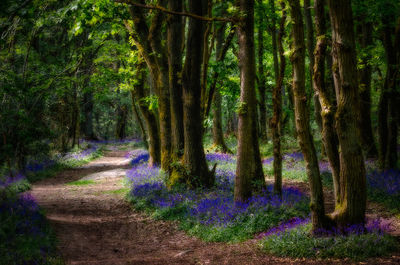 Trees growing in a forest