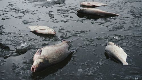 Dead fish on frozen lake during winter