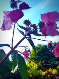 Close-up of pink flowering plant against sky