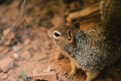 Close-up of squirrel