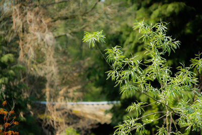 Close-up of plants