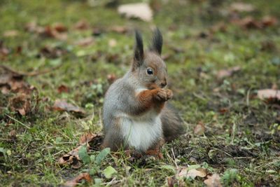 Squirrel on field