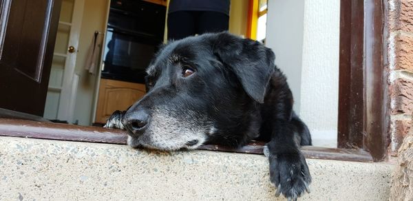 Close-up of a dog looking away