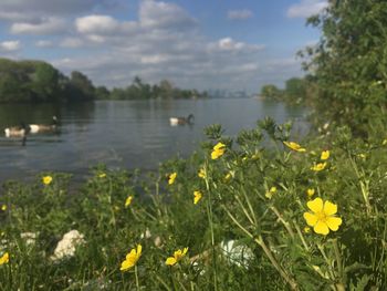 Yellow flowers blooming against sky