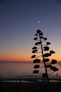 Silhouette tree by sea against clear sky at sunset