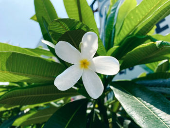 Close-up of white flowering plant