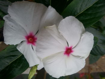 Close-up of blooming outdoors