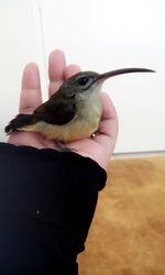 Close-up of cropped bird