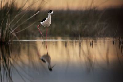 Birds in lake