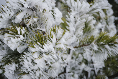 Close-up of snow on pine tree