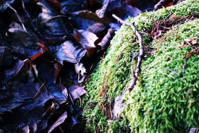 Plant growing in forest