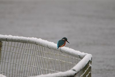 Close-up of bird perching on snow covered fence