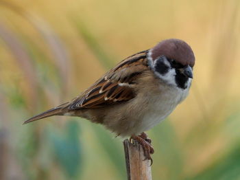 Close-up of bird perching on wood