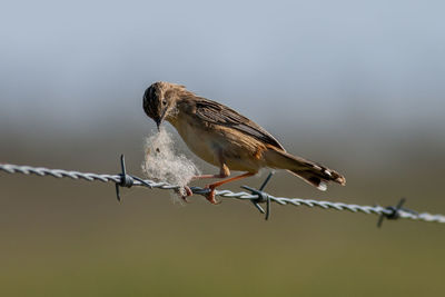 Close-up of bird perching on barbed wire