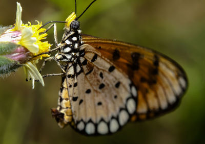 Close-up of butterfly perching on leaf