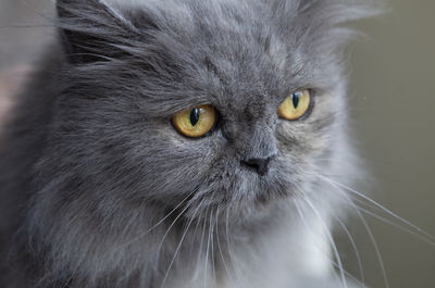 Close-up portrait of a cat