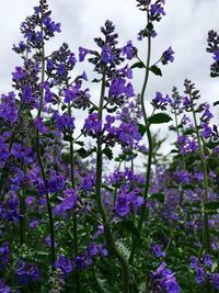 Close-up of purple flowers blooming on plant