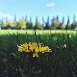 Close-up of yellow crocus blooming on field against sky