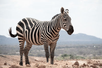 Zebra standing on a land