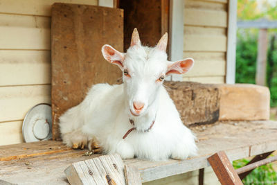 Cute chick goat relaxing in ranch farm in summer day