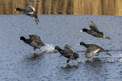 Flock of birds in lake