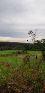 Scenic view of field against sky