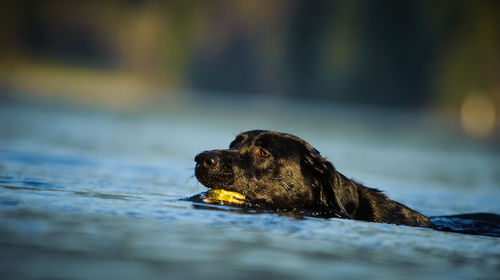 Close-up of dog carrying ball while swimming in lake