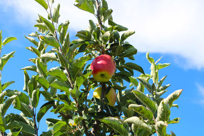 Low angle view of apple tree against sky