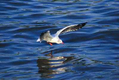 High angle view of seagull flying over lake