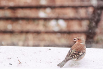 Close-up of bird perching on wall