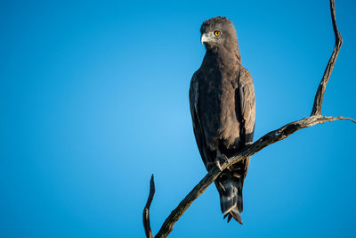 Brown snake-eagle looks down from twisted branch