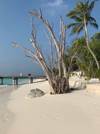 Palm trees on beach against blue sky