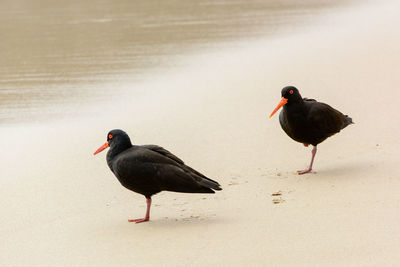 High angle view of birds perching at beach