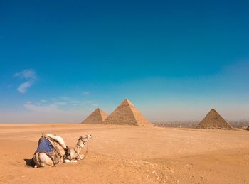 View of a horse on desert