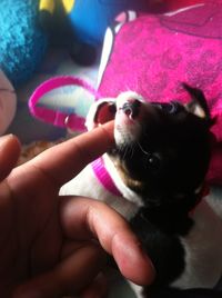 Close-up of puppy biting human finger