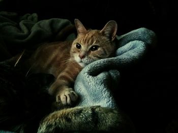 Close-up portrait of kitten relaxing