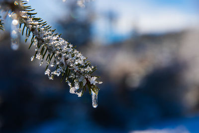 Close-up of frost on tree