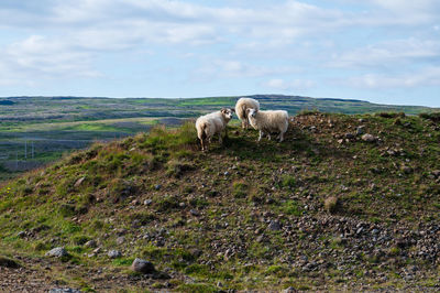 Sheep in a field