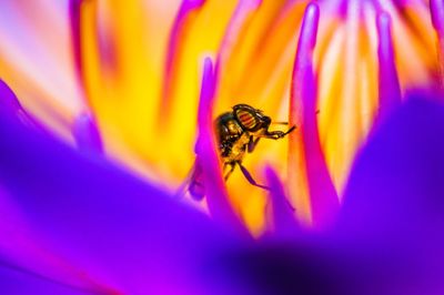 Close-up of bee pollinating on purple flower